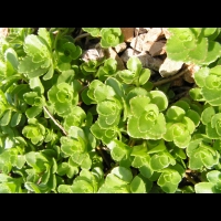 Phedimus spurius (fam Crassulacees) (Caucase) (3)